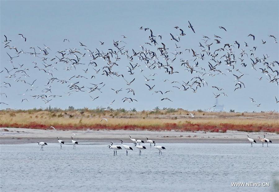 CHINA-HEBEI-MIGRANT BIRDS (CN)