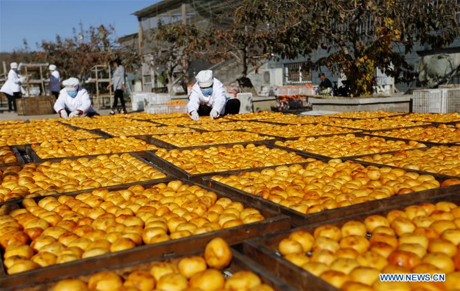 #CHINA-SHANDONG-PERSIMMON INDUSTRY (CN)