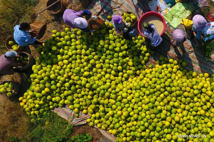 CHINA-GUANGXI-POMELO-HARVEST (CN)