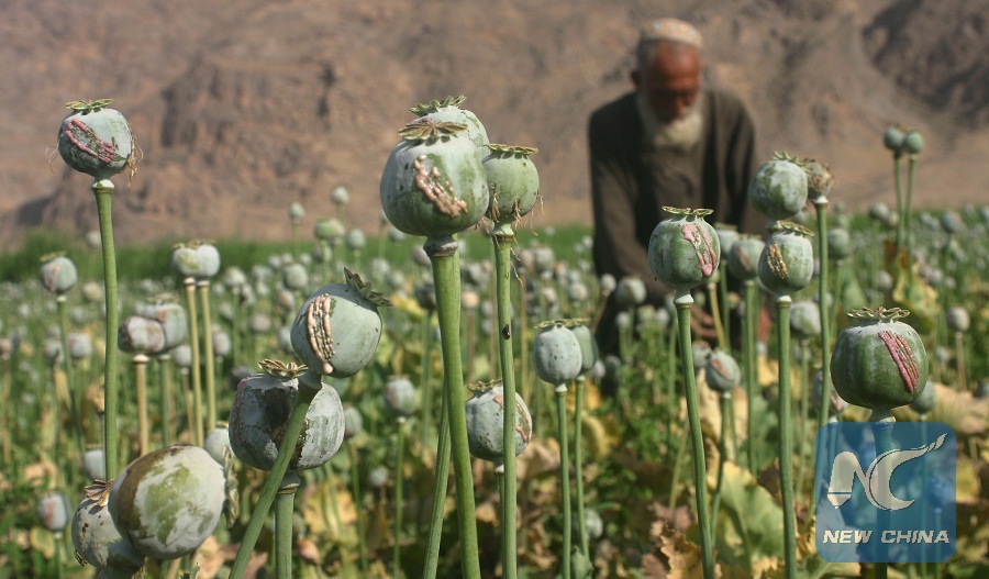 Afghan Opium Production Up 87 Pct To Record Level: UNODC - Xinhua ...