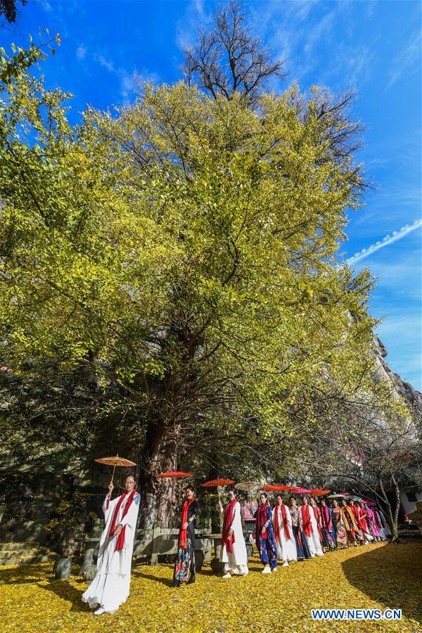 CHINA-ZHEJIANG-JIANDE-GINKGO TREE (CN)