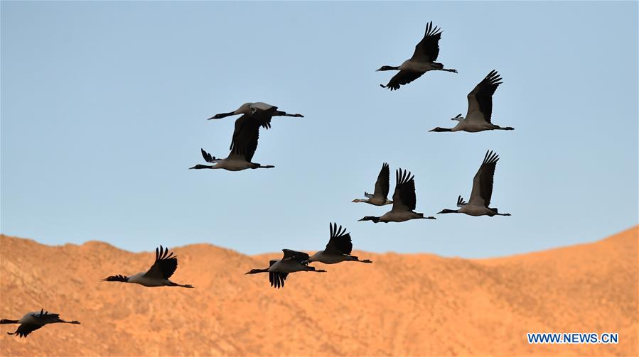 CHINA-TIBET-BLACK-NECKED CRANES (CN)