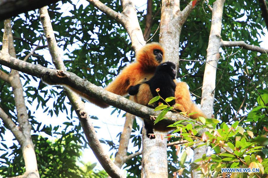 #CHINA-HAIKOU-HAINAN GIBBON(CN*)