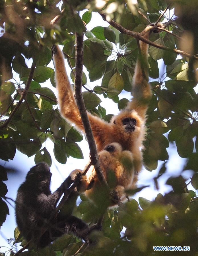 CHINA-HAIKOU-HAINAN GIBBON(CN)