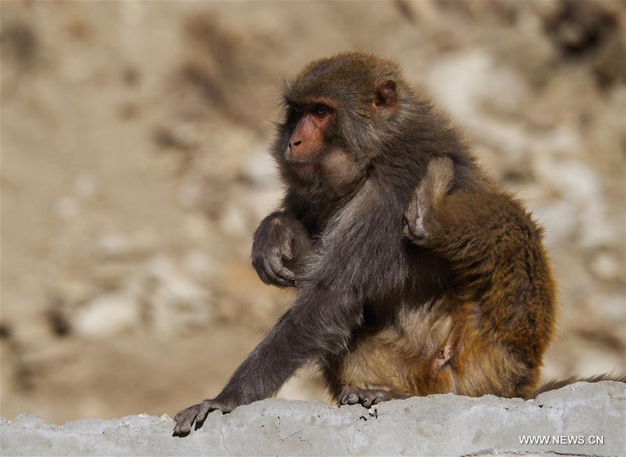 CHINA-TIBET-SHANNAN-MACAQUE (CN)