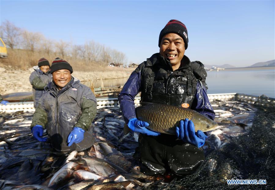 #CHINA-SHANDONG-FISH CATCHING (CN)