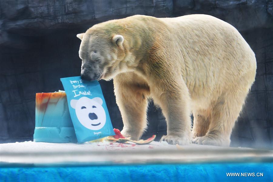 SINGAPORE-ZOO-POLAR BEAR-INUKA-BIRTHDAY