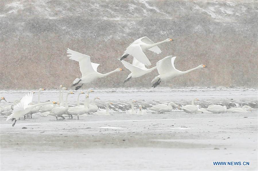 #CHINA-JIANGSU-SWANS (CN)