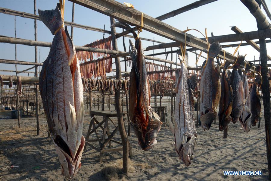 fish dried in sun in se bangladesh"s patuakhali district