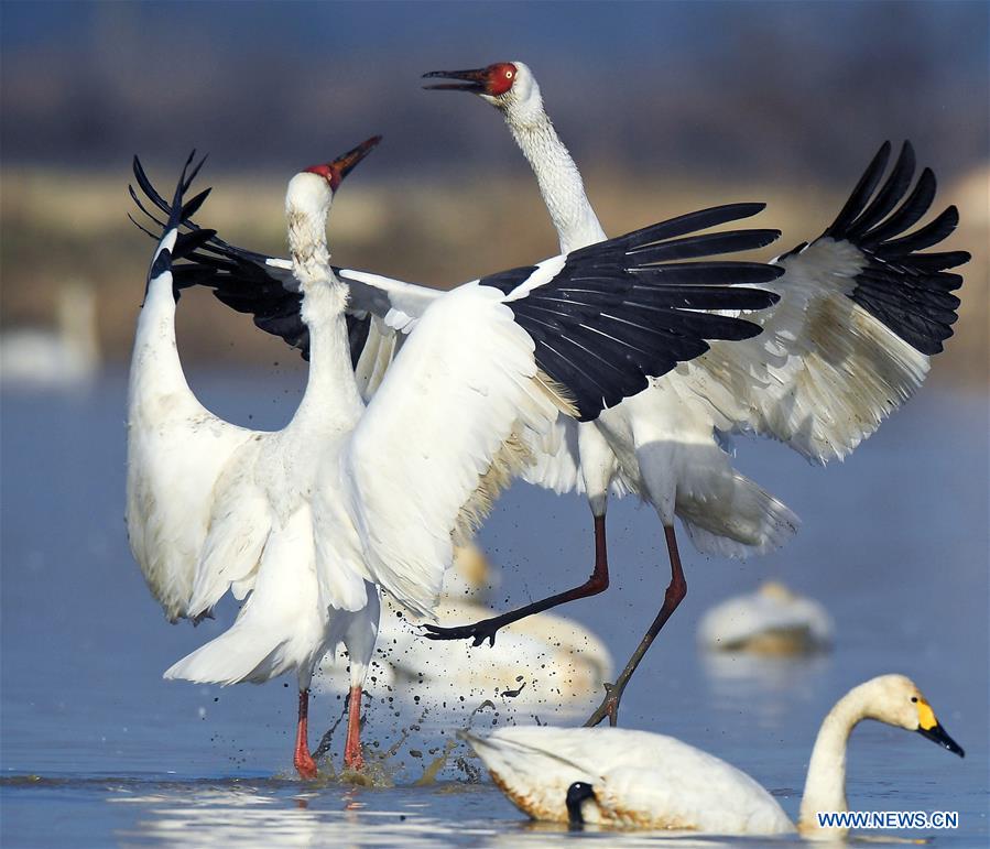 CHINA-NANCHANG-POYANG LAKE-WHITE CRANE(CN)