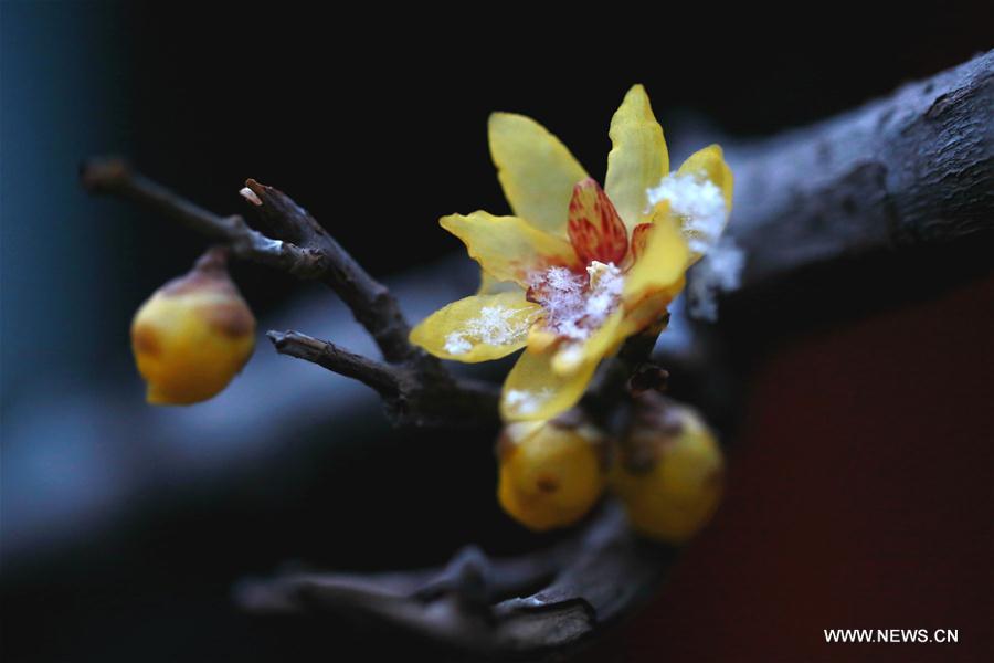 #CHINA-SHIJIAZHUANG-WINTERSWEET FLOWER (CN)
