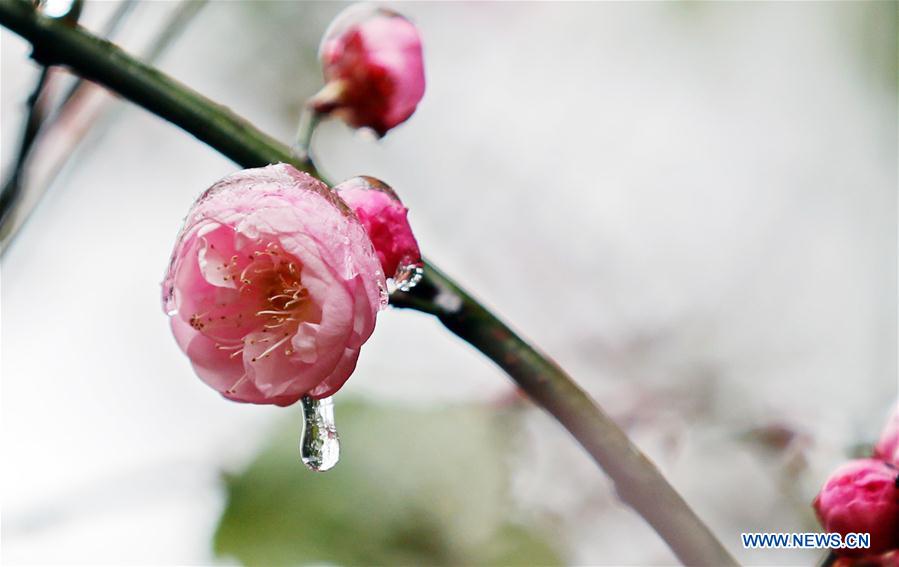 #china-spring-plum blossom (cn) .