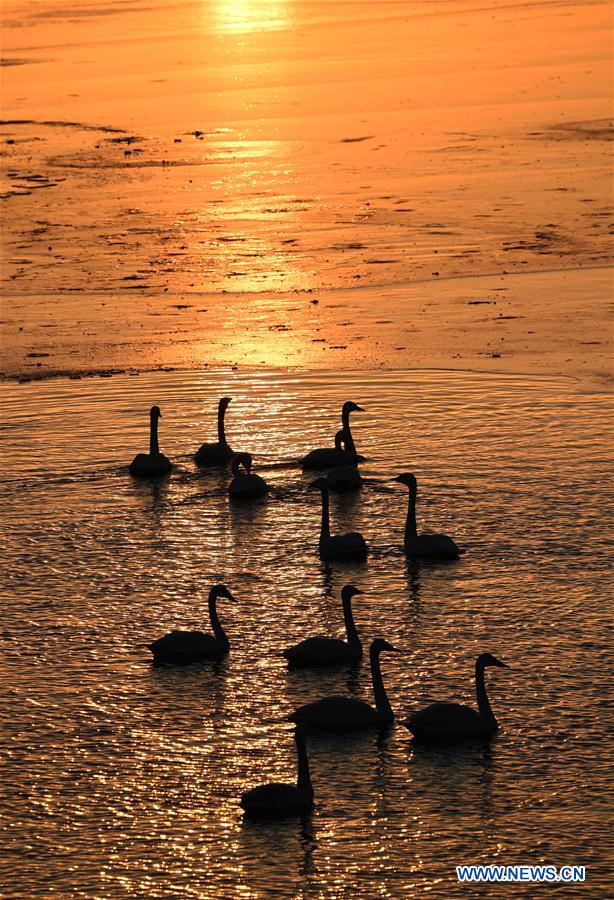 CHINA-HENAN-SANMENXIA-SWANS (CN)