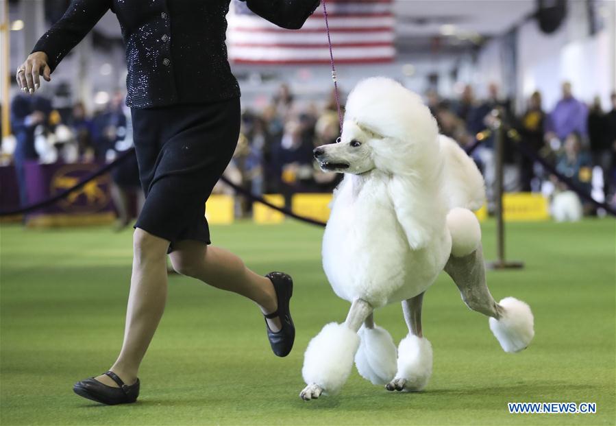 2018 thanksgiving dog sales show