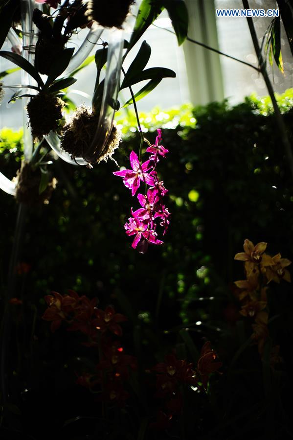 U.S.-NEW YORK-ORCHID SHOW