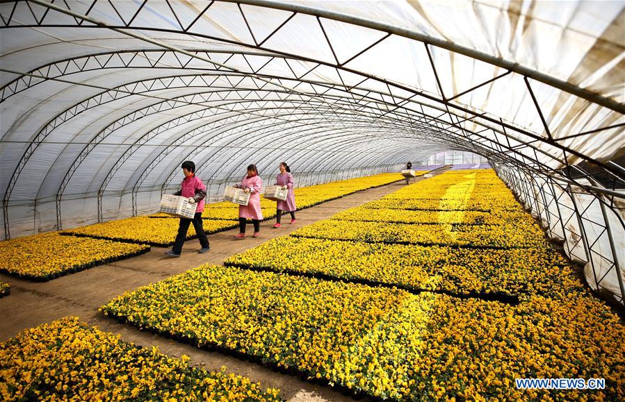 CHINA-HEBEI-LANGFANG-FLOWER PLANTING (CN)