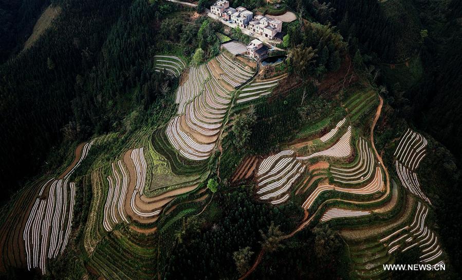 CHINA-GUANGXI-FIELDS-SPRING VIEW(CN)