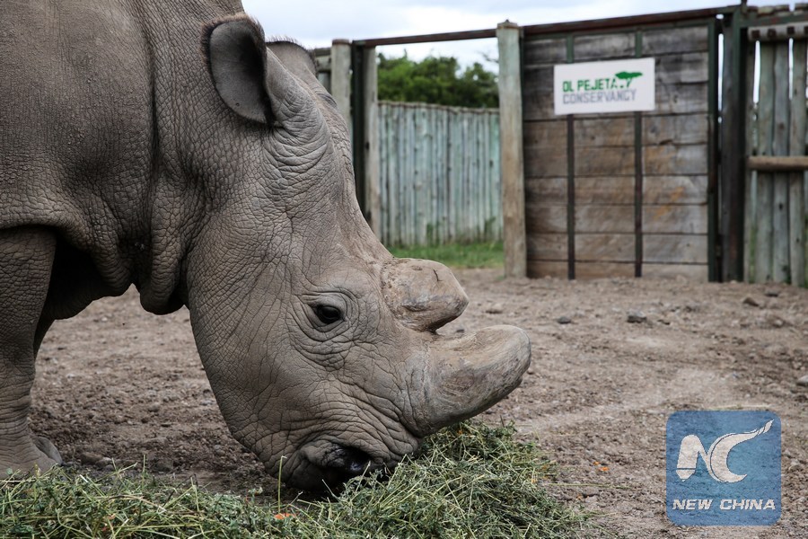 Ol Pejeta Conservancy Loses One Of Its Northern White Rhinos (not To Poaching)