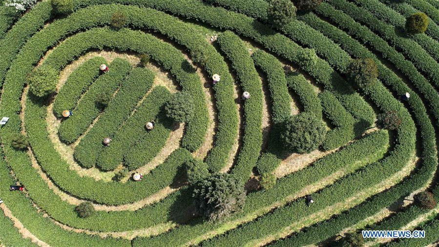 #CHINA-SPRING-TEA HARVEST (CN)