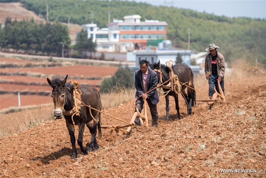 CHINA-YUNNAN-KUNMING-FARM WORK (CN)