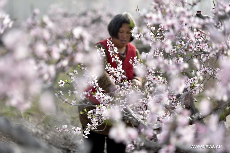 #CHINA-SHANDONG-PEACH BLOSSOM (CN)