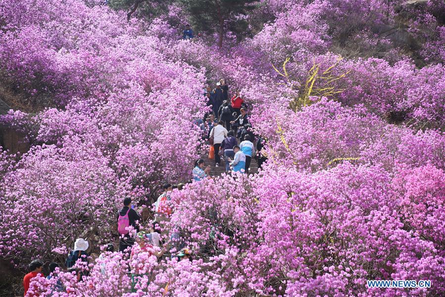 #CHINA-QINGDAO-AZALEA FLOWERS (CN)