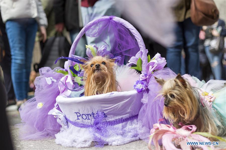 easter bonnets for dogs