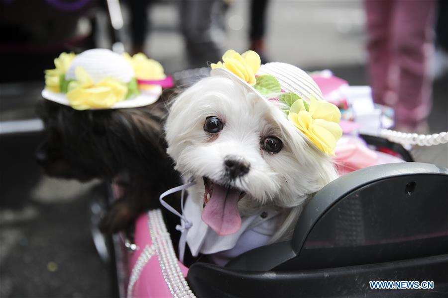 easter bonnets for dogs