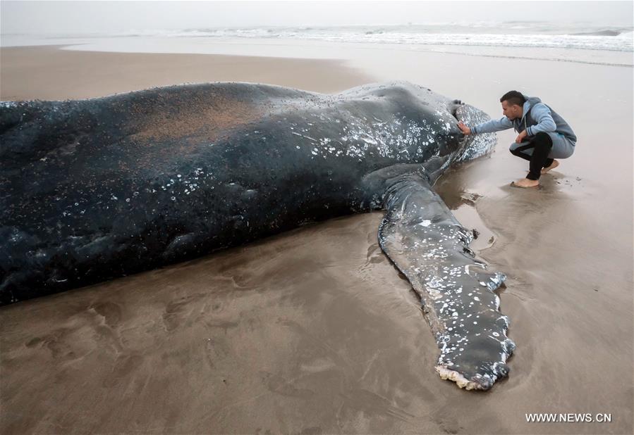 ARGENTINA-MAR DEL PLATA-STRANDED WHALE