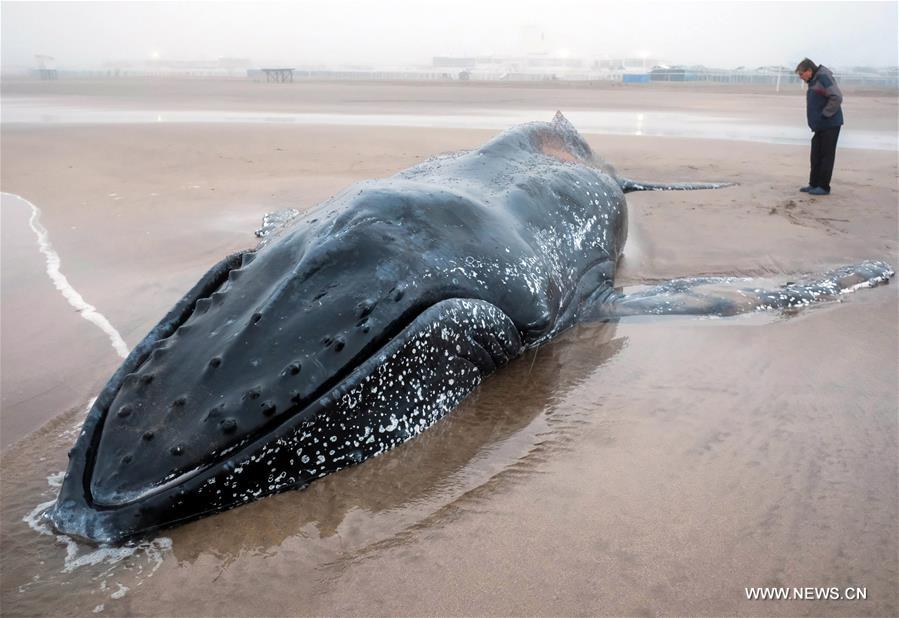 ARGENTINA-MAR DEL PLATA-STRANDED WHALE