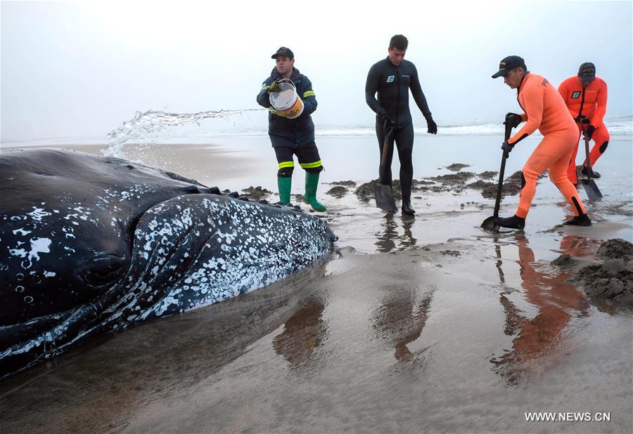 ARGENTINA-MAR DEL PLATA-STRANDED WHALE