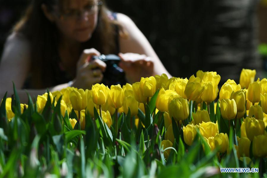 preparation work underway for tulipmania floral display in