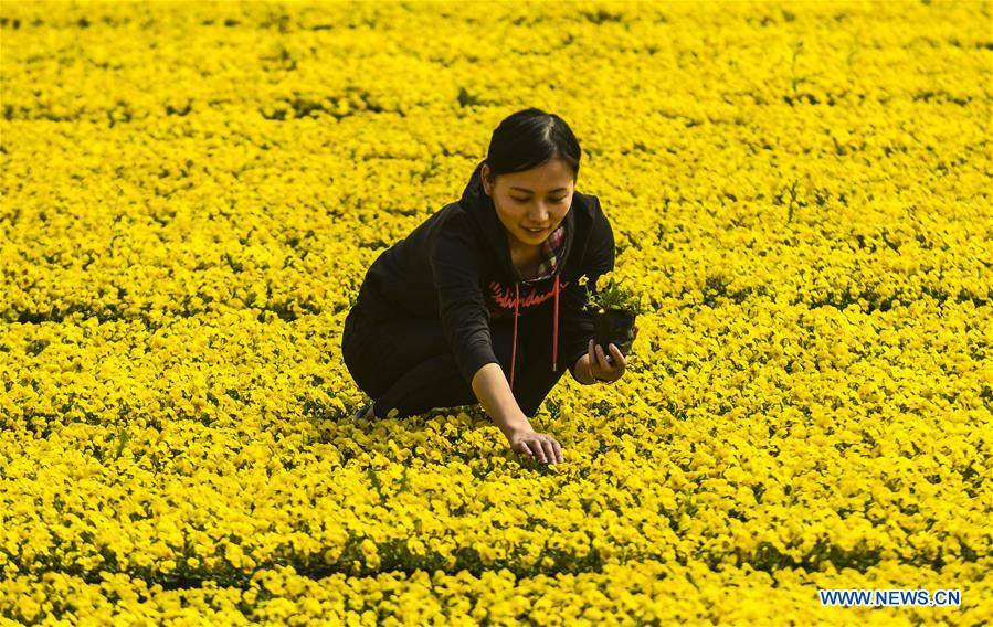 CHINA-HEBEI-LANGFANG-FLOWER INDUSTRY (CN)