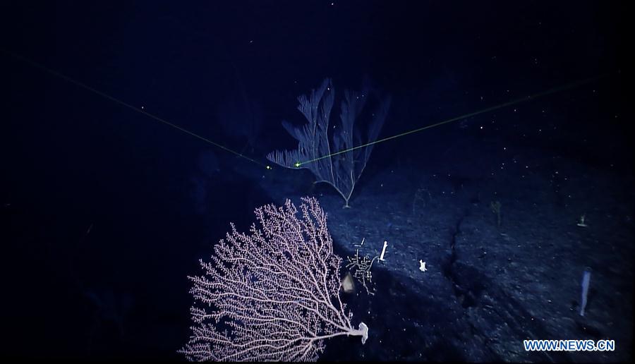 CHINA-ON BOARD KEXUE-SEAMOUNTS-CORAL(CN)