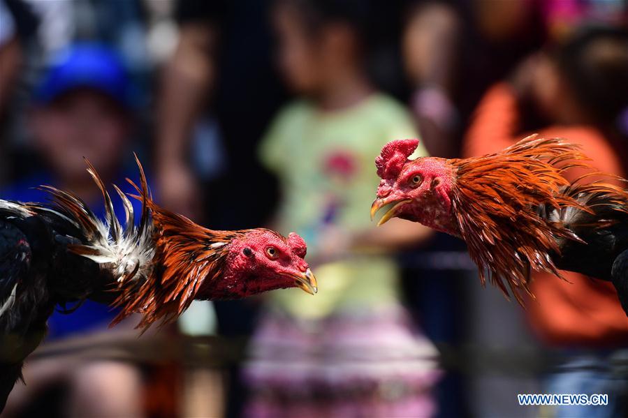 CHINA-YUNNAN-COCKFIGHT (CN)