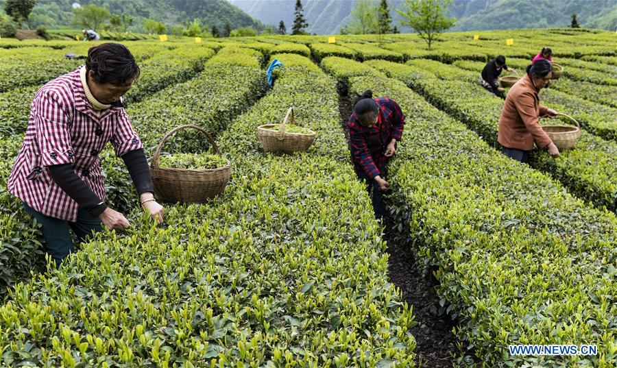 #CHINA-HUBEI-ZIGUI-TEA INDUSTRY (CN)