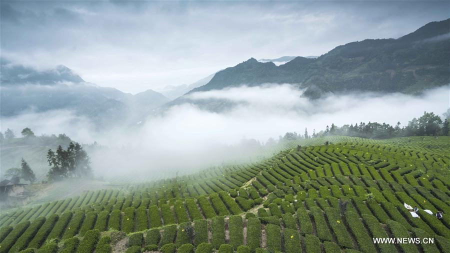 #CHINA-HUBEI-ENSHI YULU TEA (CN)