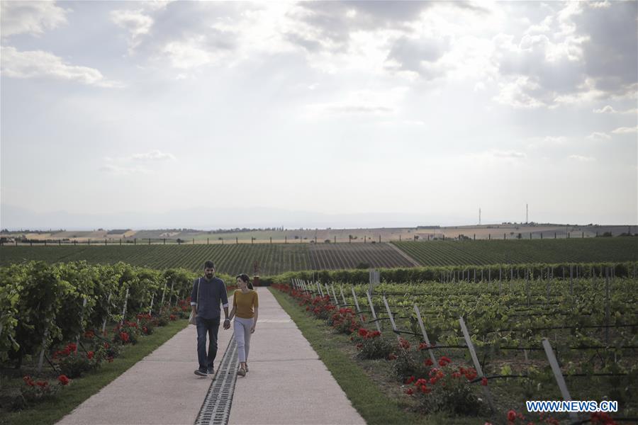 GREECE-THESSALONIKI-OPEN CELLAR DOORS-VINEYARD