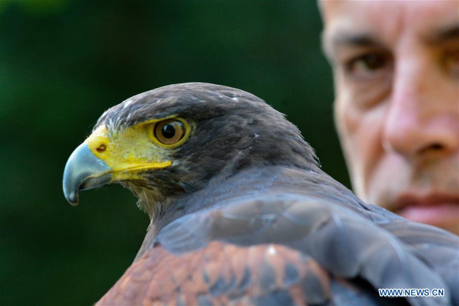 GREECE-LARISSA-HAWK TRAINING