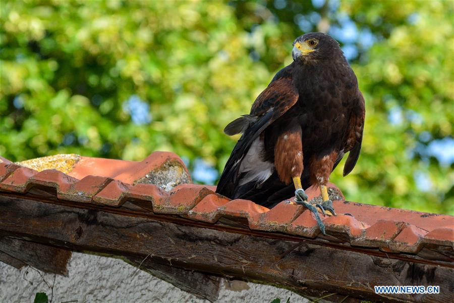 GREECE-LARISSA-HAWK TRAINING