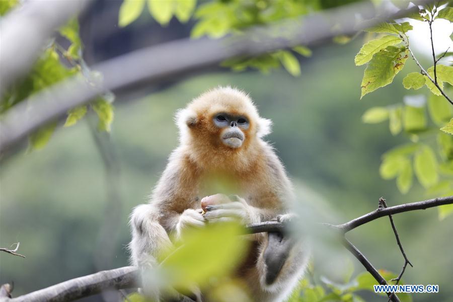 #CHINA-GANSU-GOLDEN MONKEY (CN*)