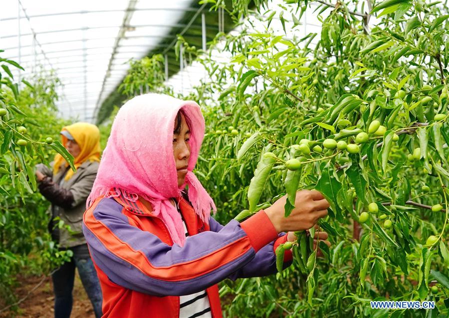 CHINA-HEBEI-WINTER JUJUBE-PLANTATION (CN)