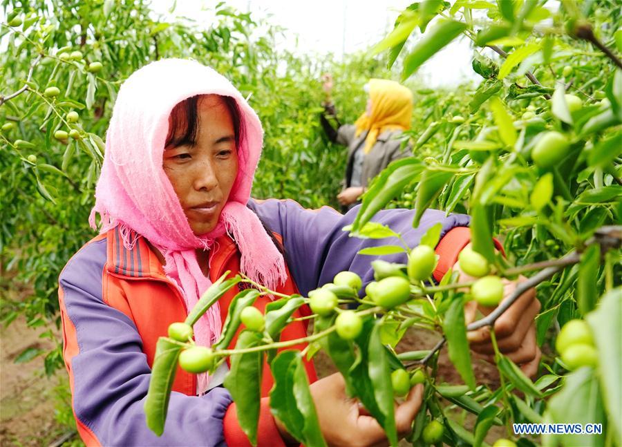 CHINA-HEBEI-WINTER JUJUBE-PLANTATION (CN)