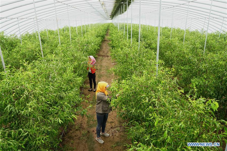 CHINA-HEBEI-WINTER JUJUBE-PLANTATION (CN)