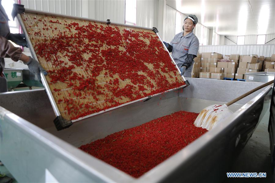 CHINA-NINGXIA-WOLFBERRY INDUSTRY-POVERTY ALLEVIATION (CN)