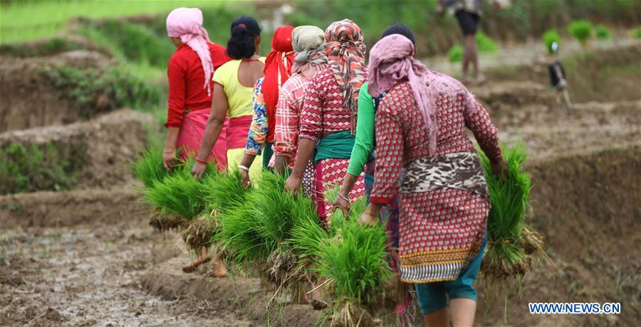 NEPAL-LALITPUR-PADDY DAY-RICE PLANTATION