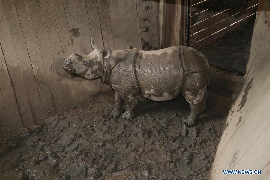 NEPAL-CHITWAN-BABY RHINO-CHINA-GIFT