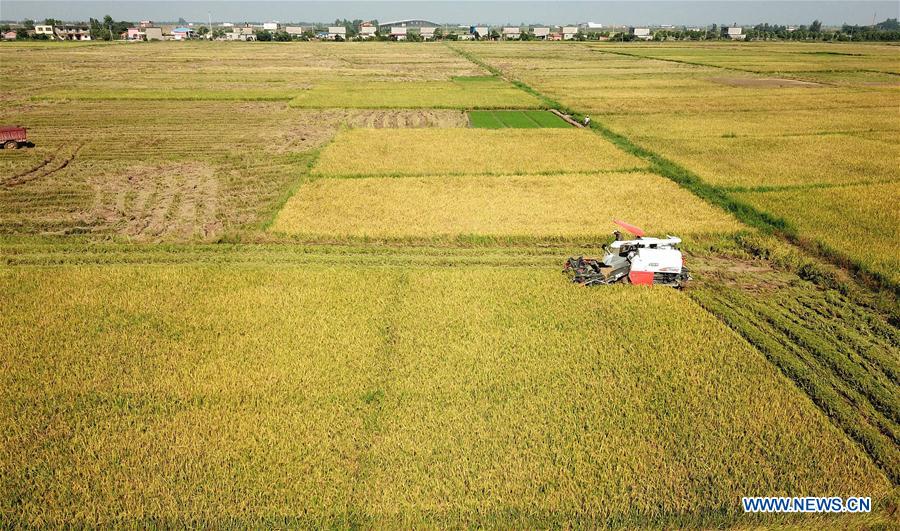 CHINA-JIANGXI-EARLY RICE-HARVEST (CN)