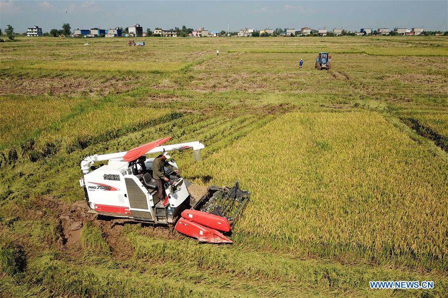 CHINA-JIANGXI-EARLY RICE-HARVEST (CN)