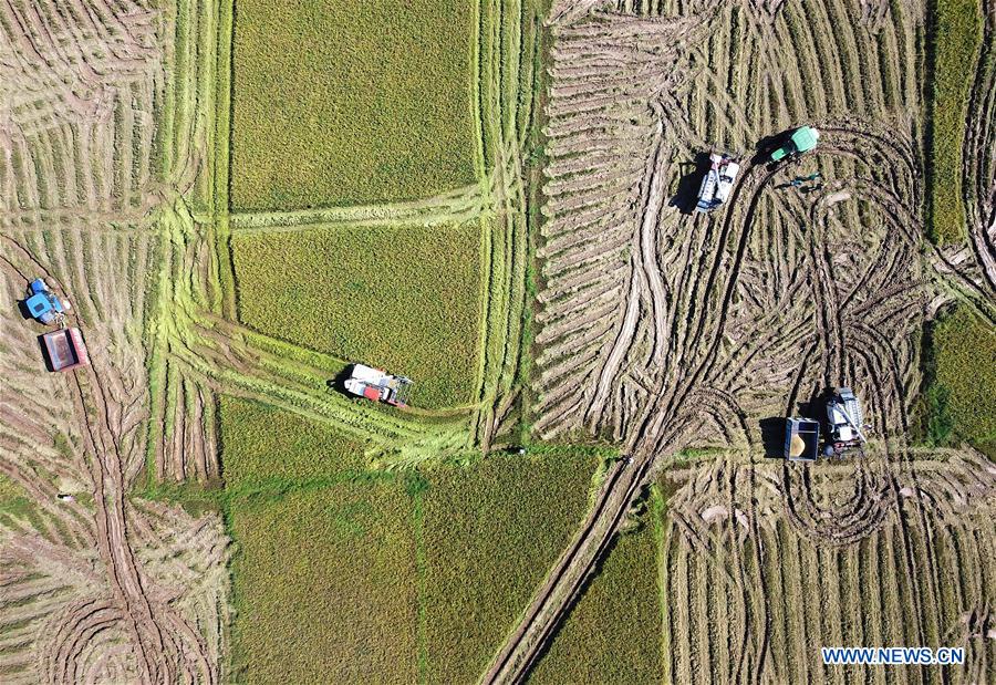 CHINA-JIANGXI-EARLY RICE-HARVEST (CN)